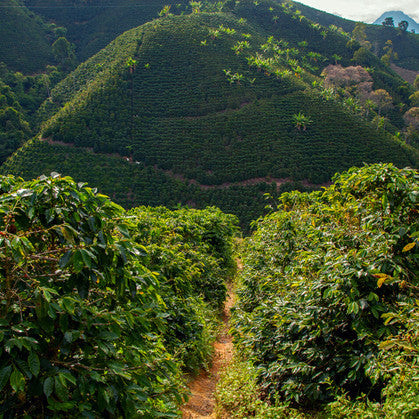 Colombia Decaf