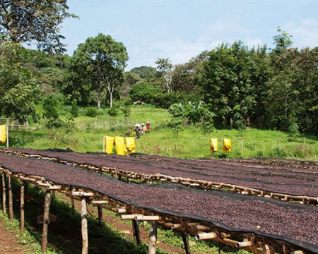 Ethiopia Sidama